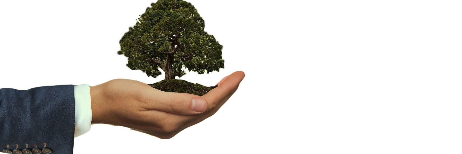 offene Hand mit Baum