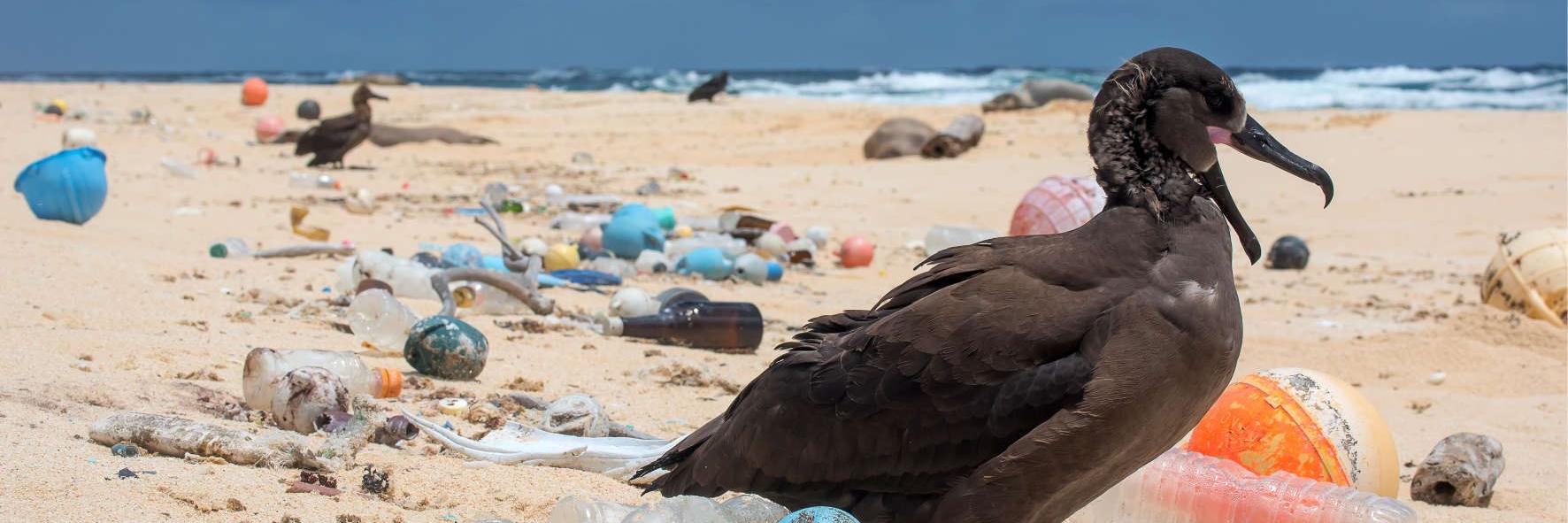 Vogel am Strand, umgeben von Müll